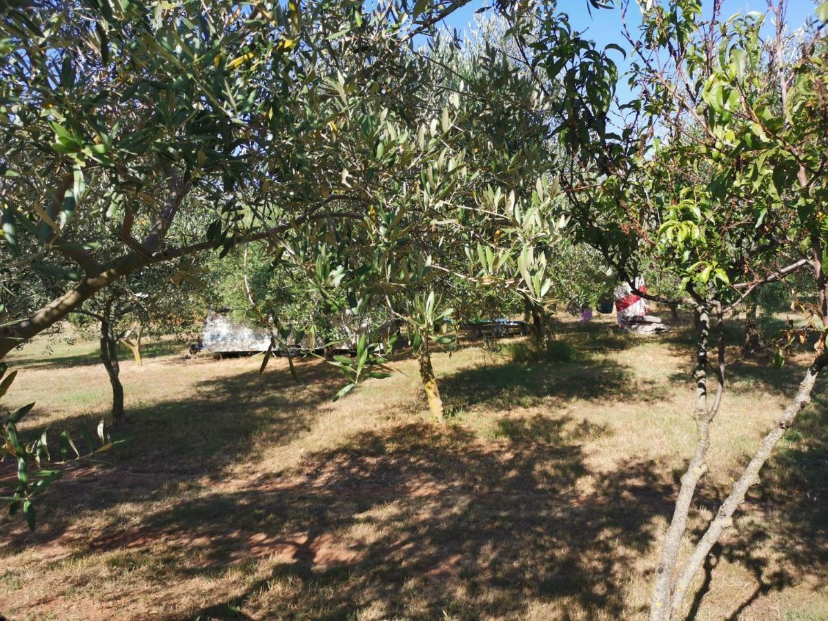 Jacuzi Cottage In The Olive Grove Pula Dış mekan fotoğraf